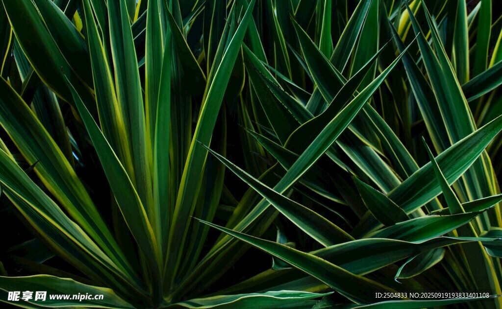 翠绿剑叶植物特写