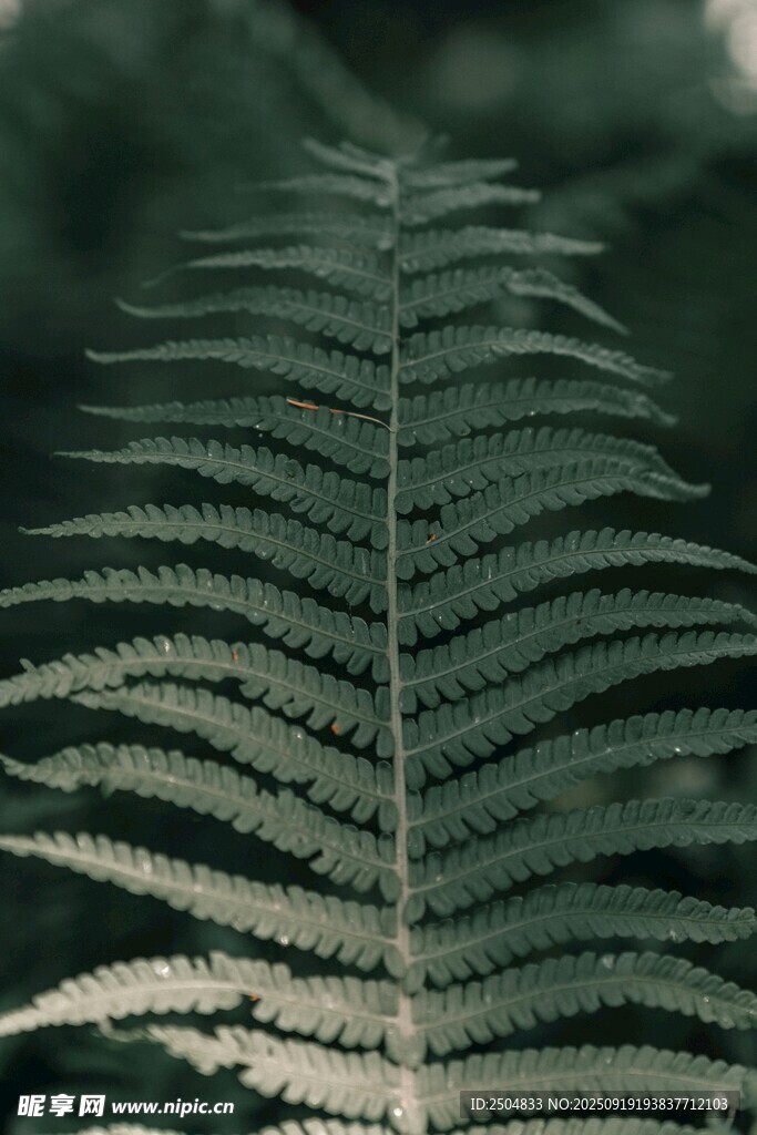 蕨类植物叶片特写