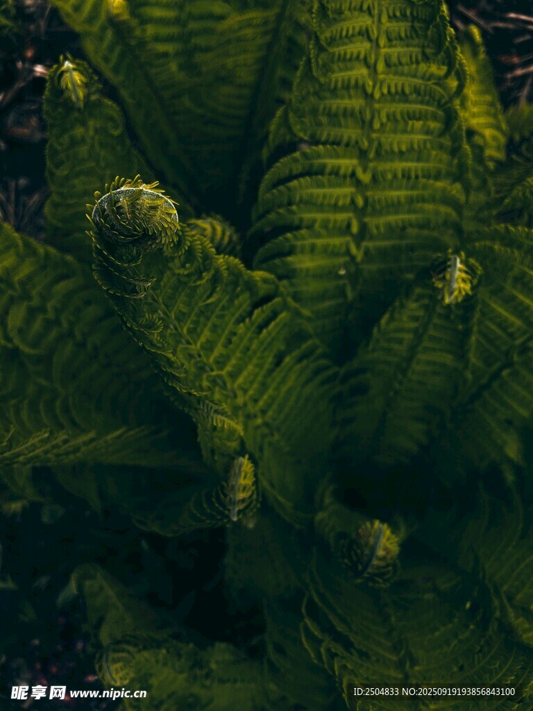 翠绿蕨类植物特写