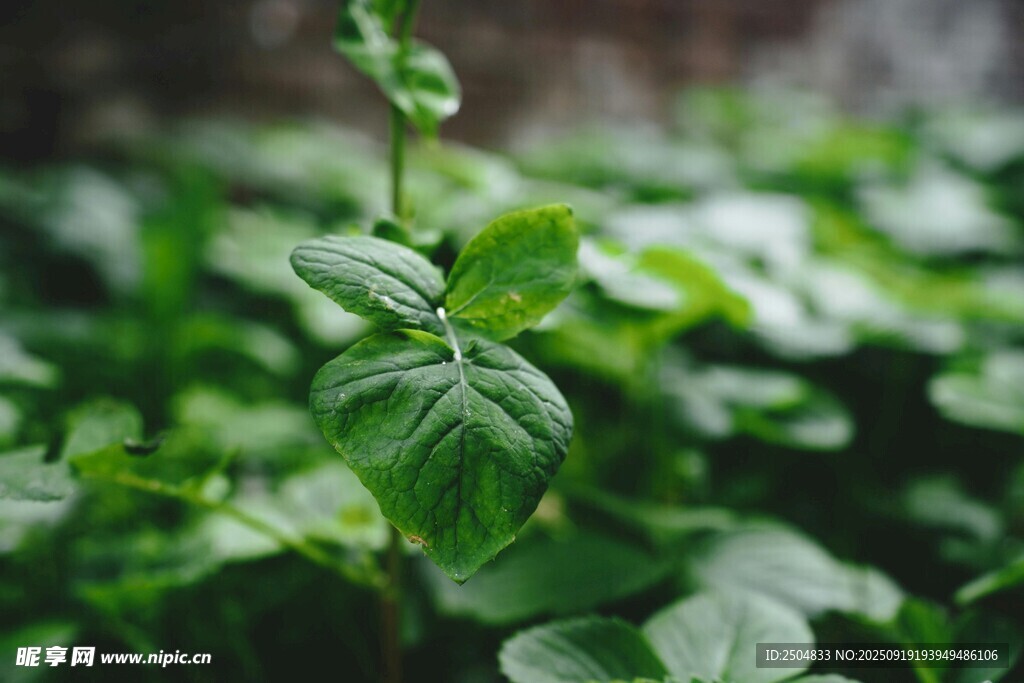 嫩绿清新的罗勒叶植株