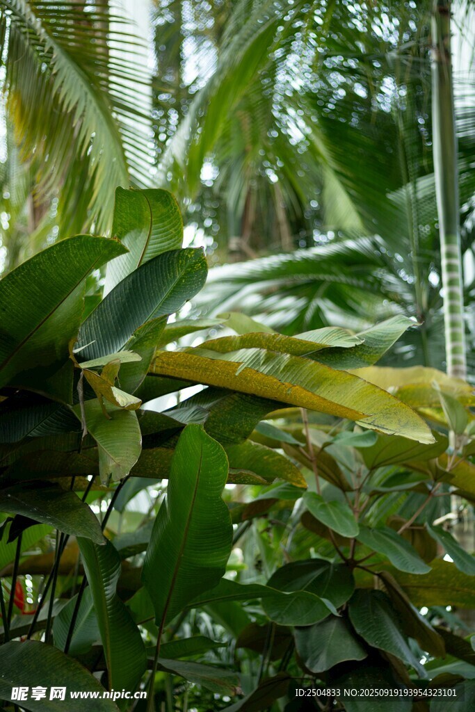 热带植物景观