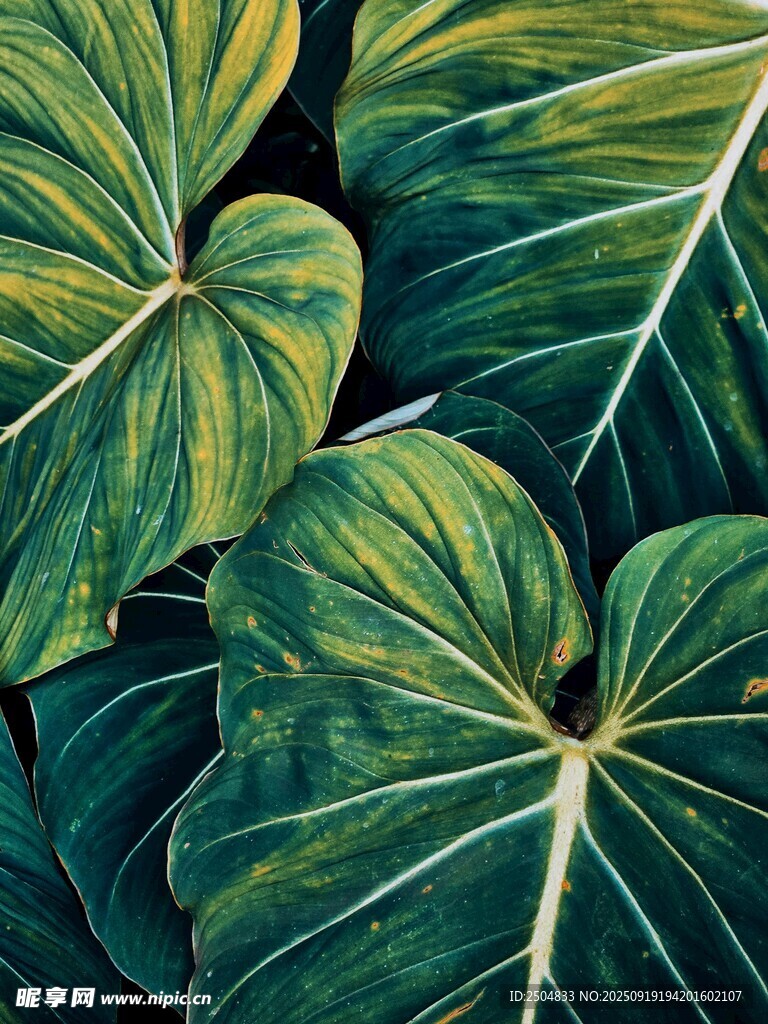 翠绿斑斓的热带植物叶片