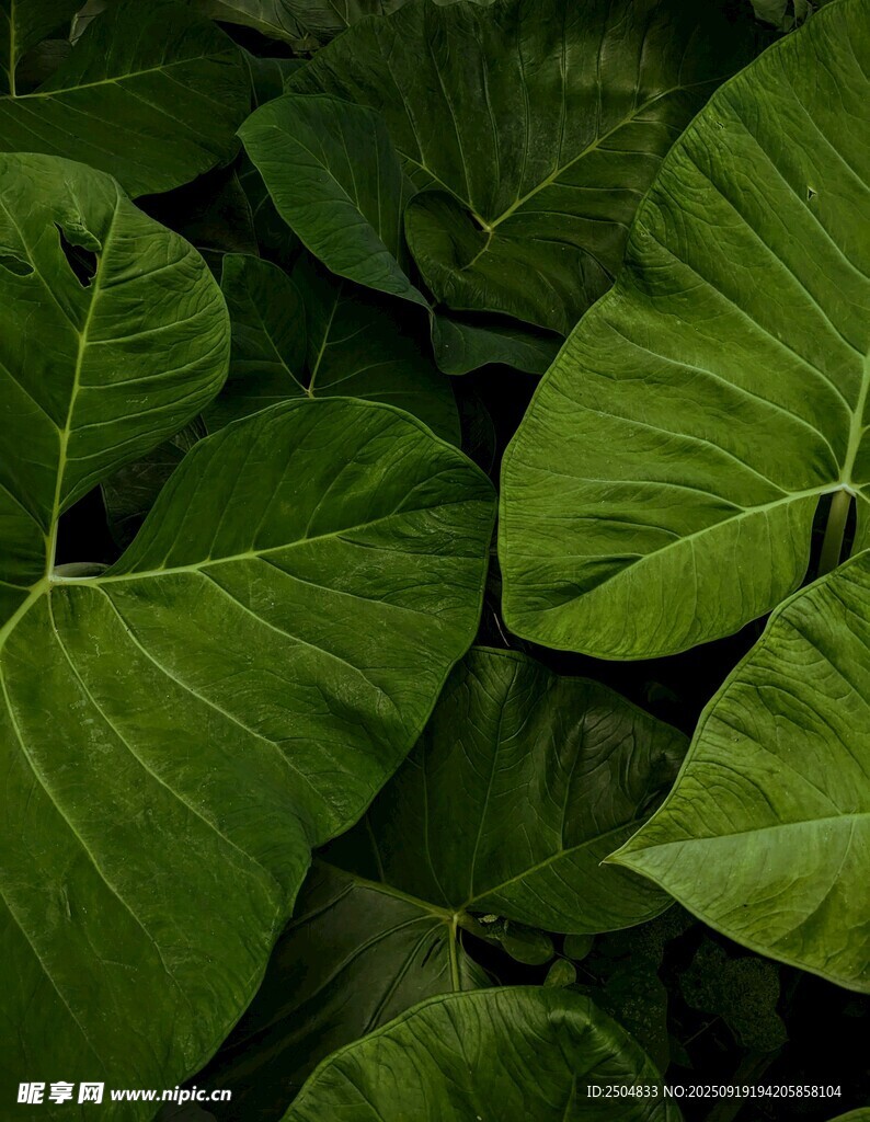 翠绿大叶片植物特写