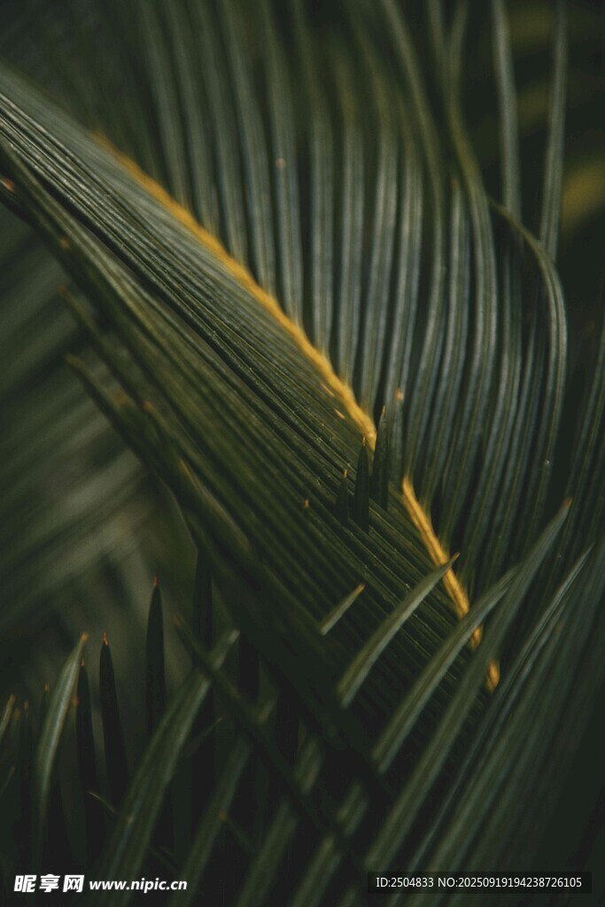 特写 翠绿的棕榈叶纹理
