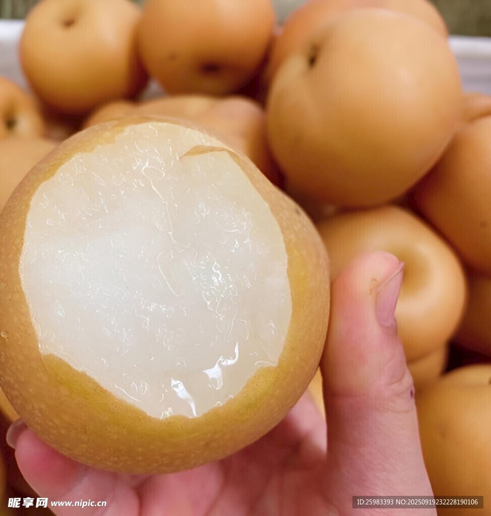 雪梨