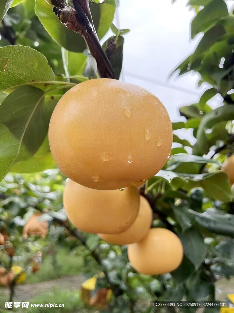 雪梨栽培