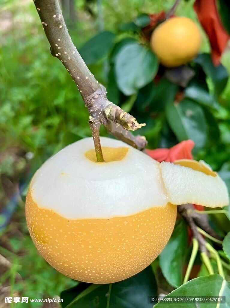 雪梨栽培