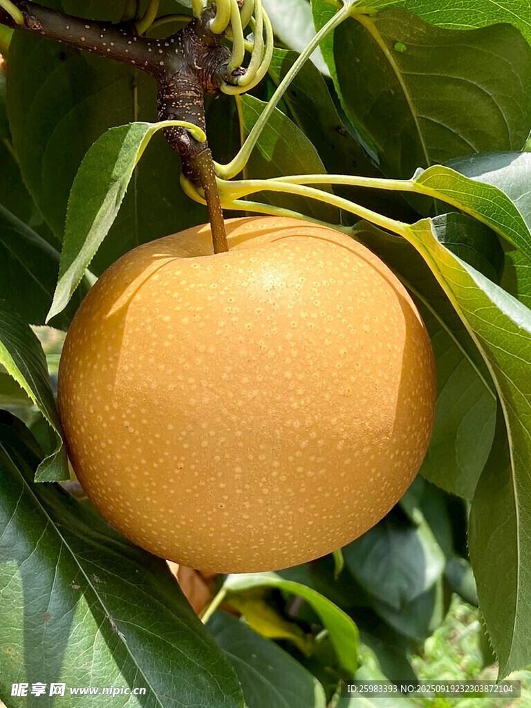 雪梨栽培