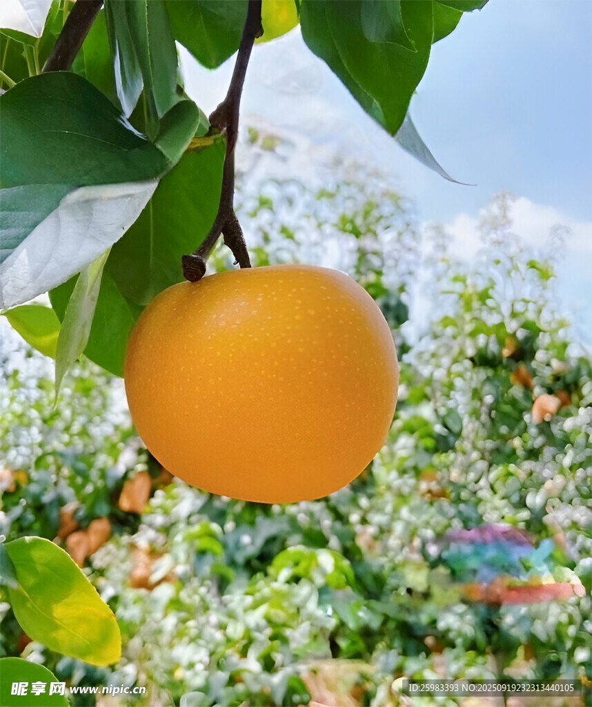 雪梨栽培