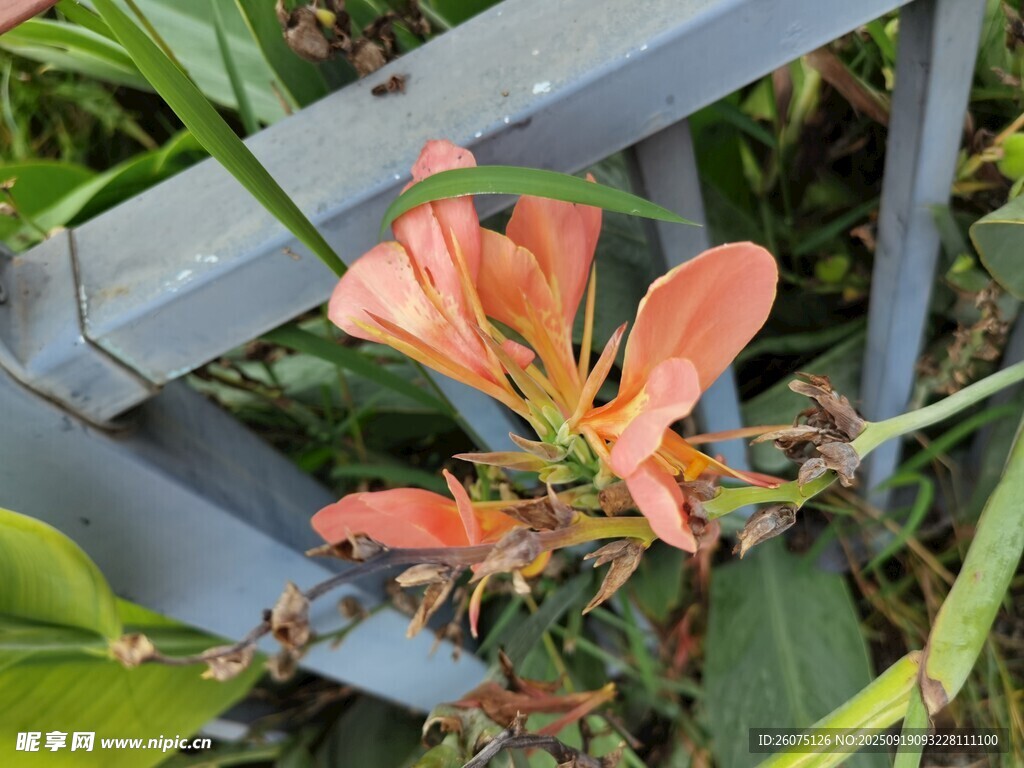 橙色花卉绽放于绿植间