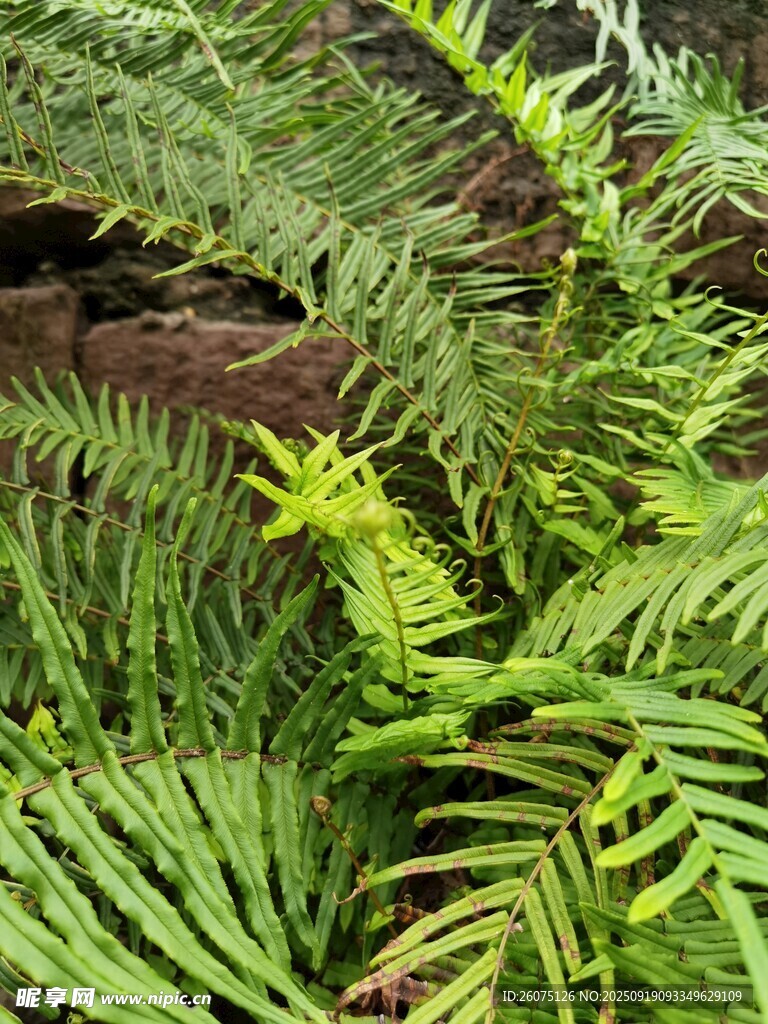 翠绿蕨类植物自然景致