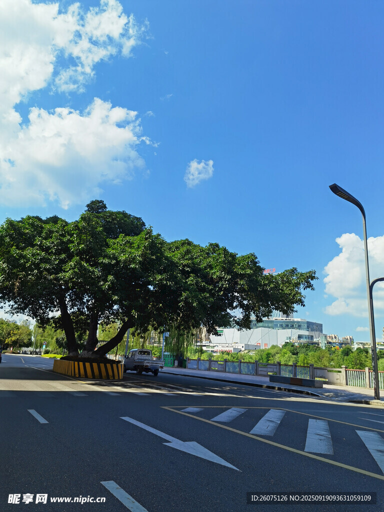 城市道路旁的葱郁大树