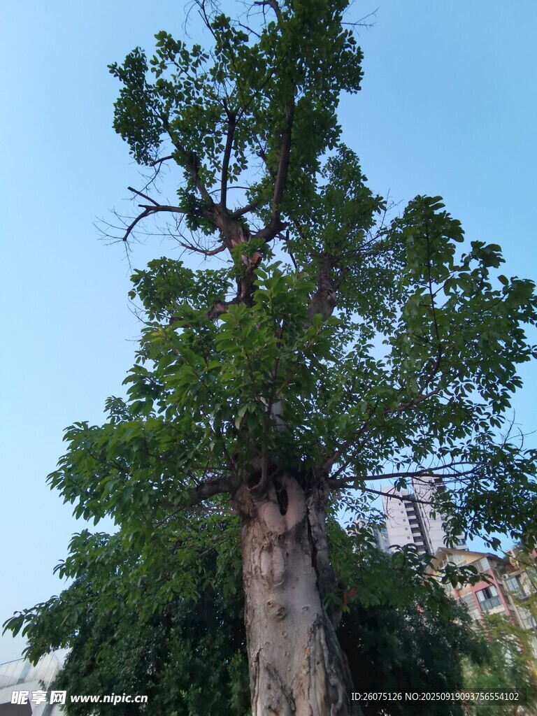 高大繁茂的粗壮树木