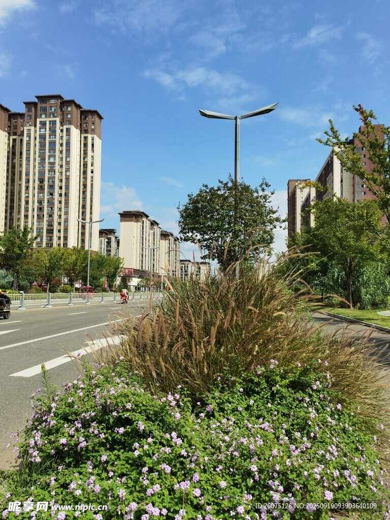 城市道路旁的绿植与建筑