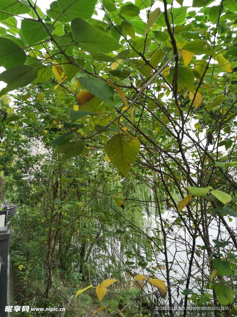 繁茂绿树间的自然景致