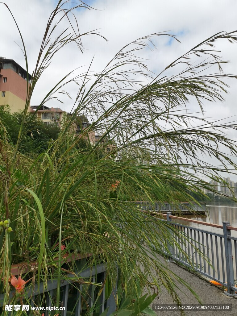 河畔垂柳随风摇曳