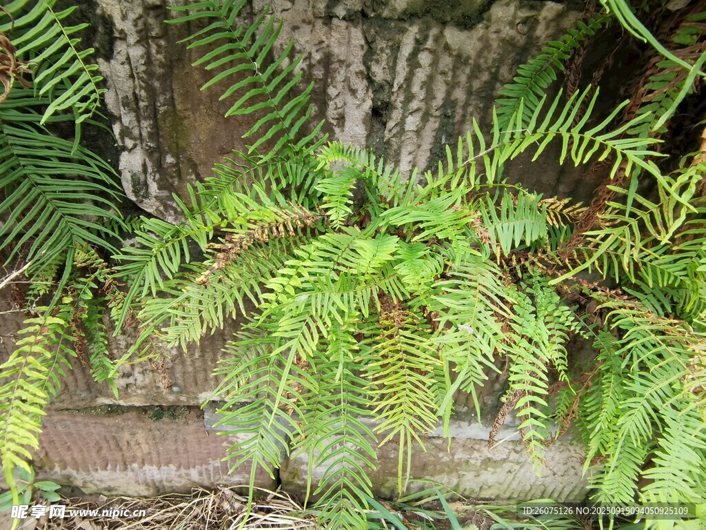 蕨类植物的自然景观