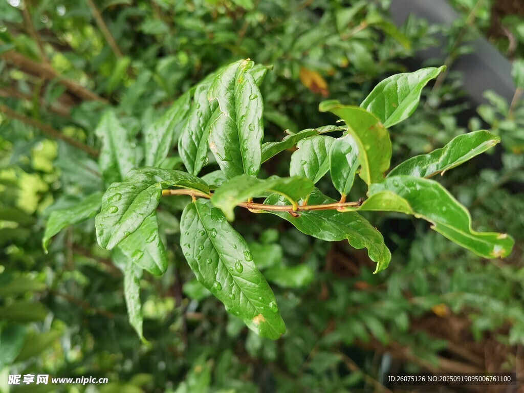 翠绿叶片的植物特写