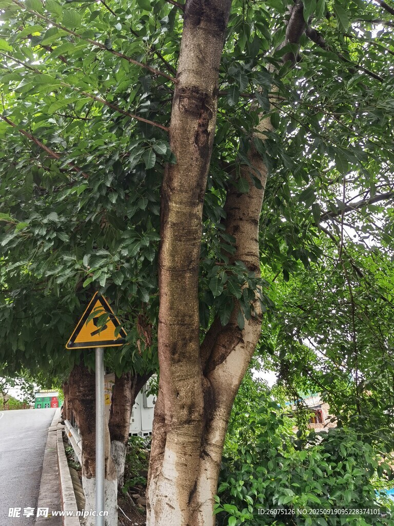路边树木与警示标志