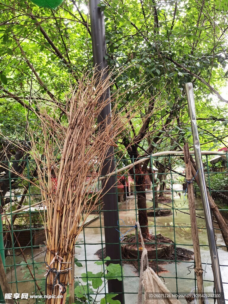 庭院绿植景观一角