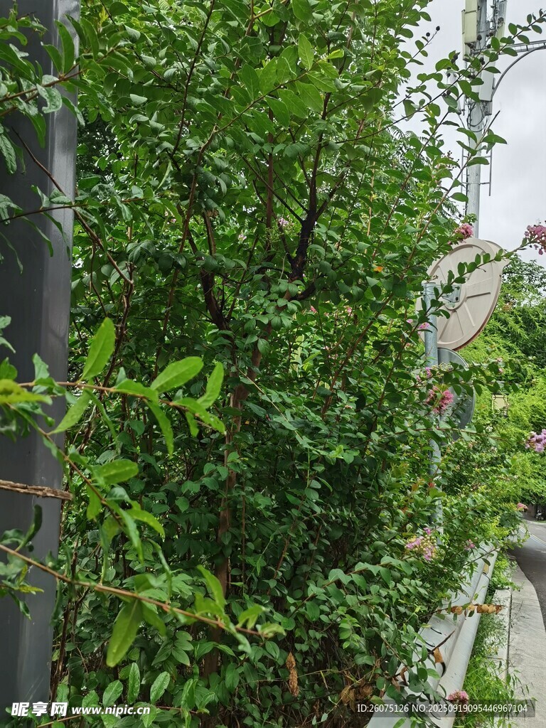 繁茂绿植攀爬于墙边