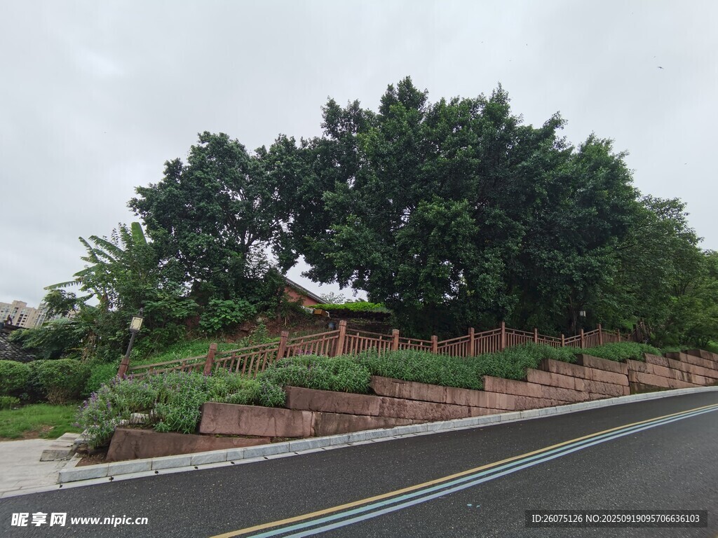 路边绿植景观