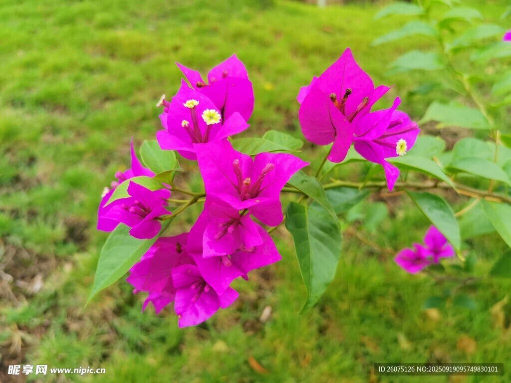 鲜艳三角梅绽放于草地