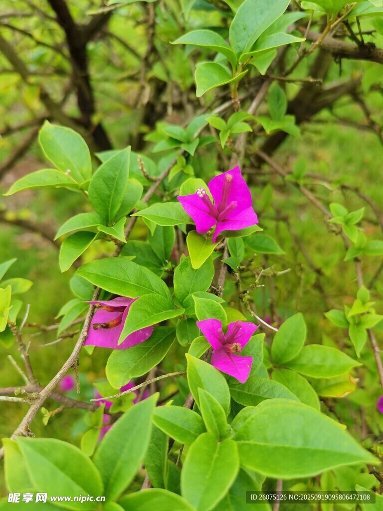 绿叶丛中的娇艳紫花