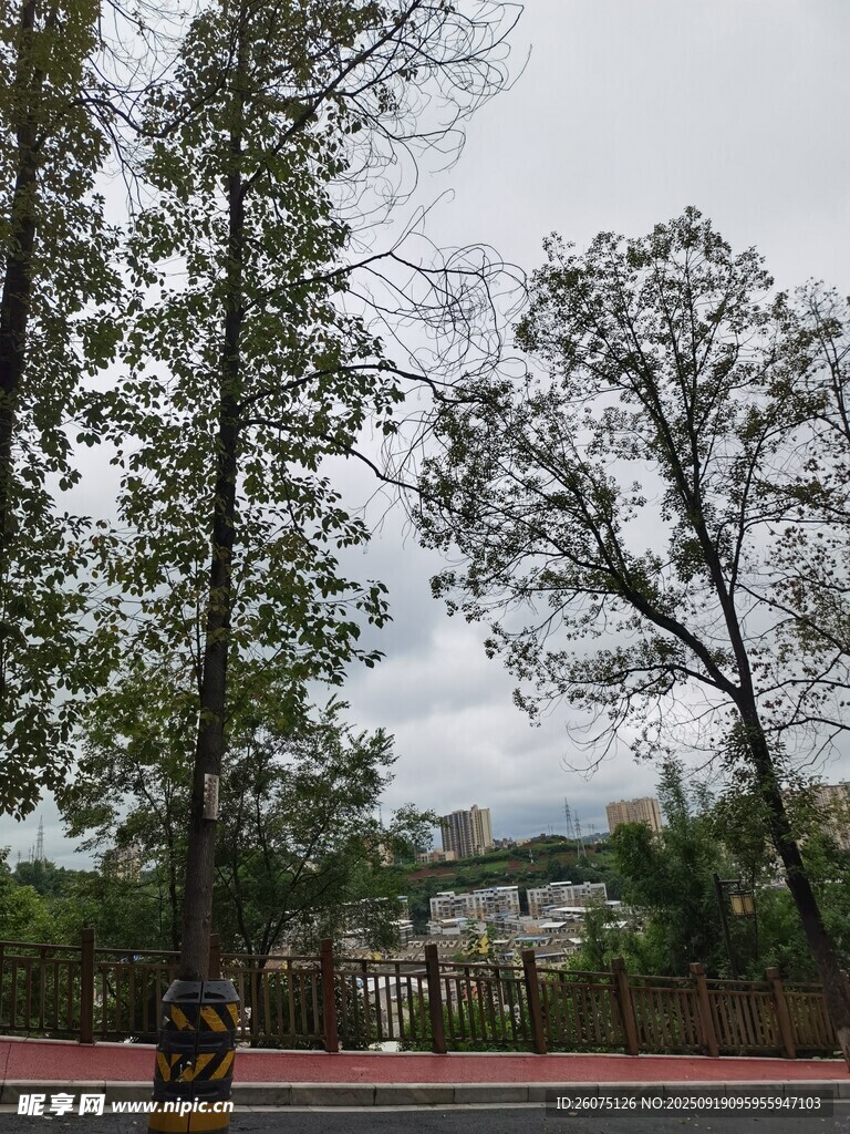 户外树木景观