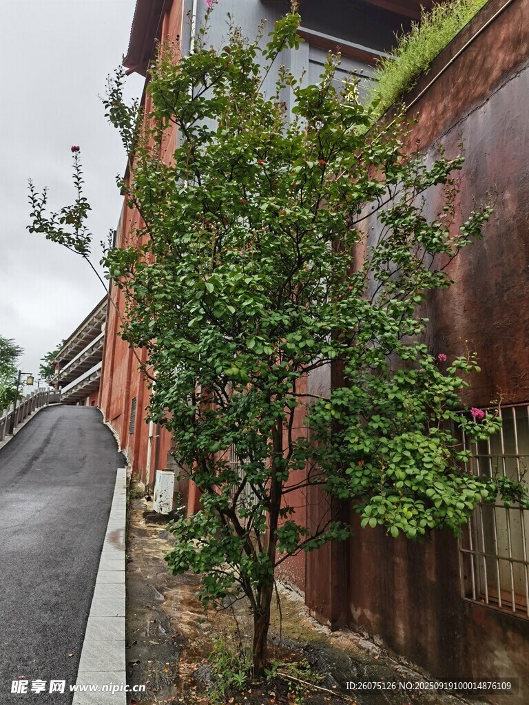 街边绿植装点古朴建筑