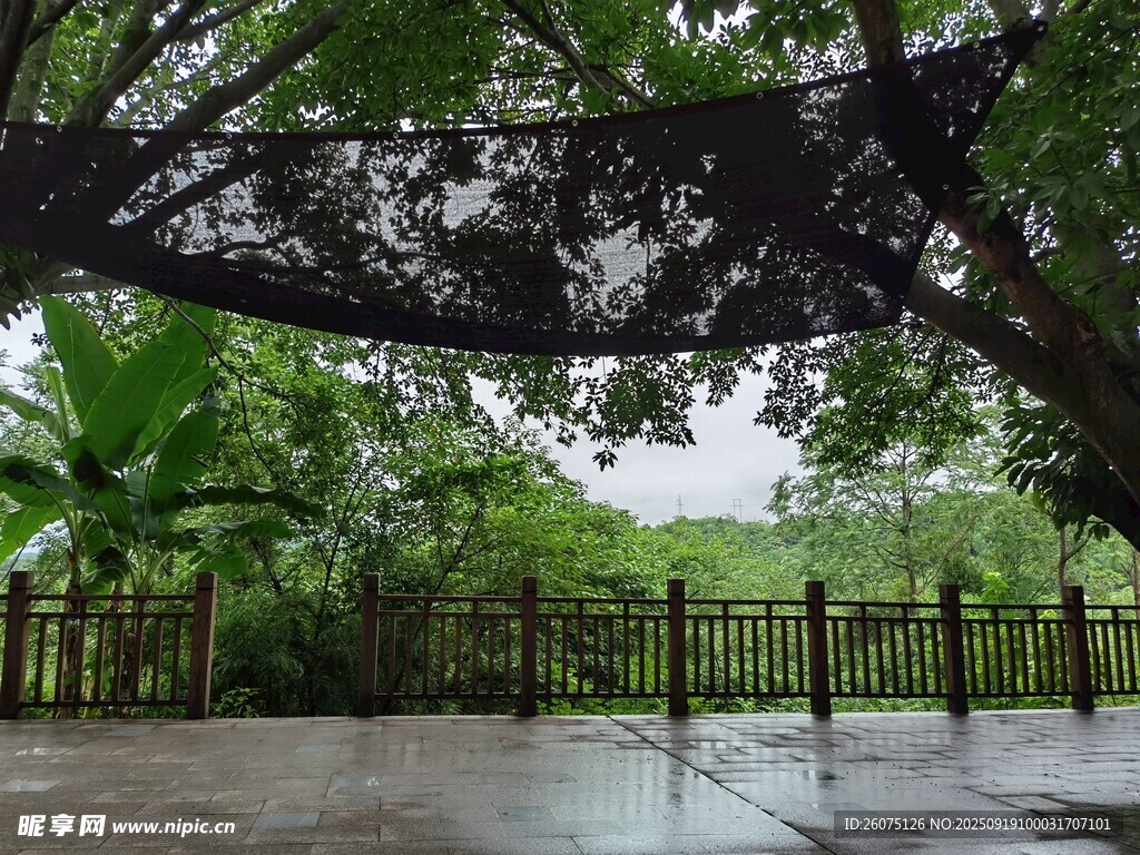 雨中庭院繁茂树木与围栏