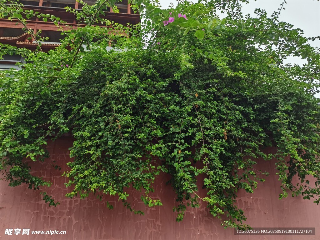 红墙上的繁茂绿色藤蔓