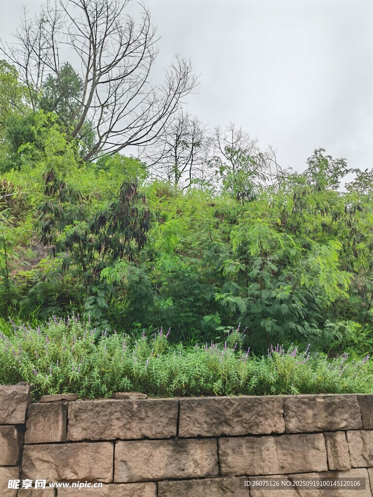 石墙边的葱郁绿植
