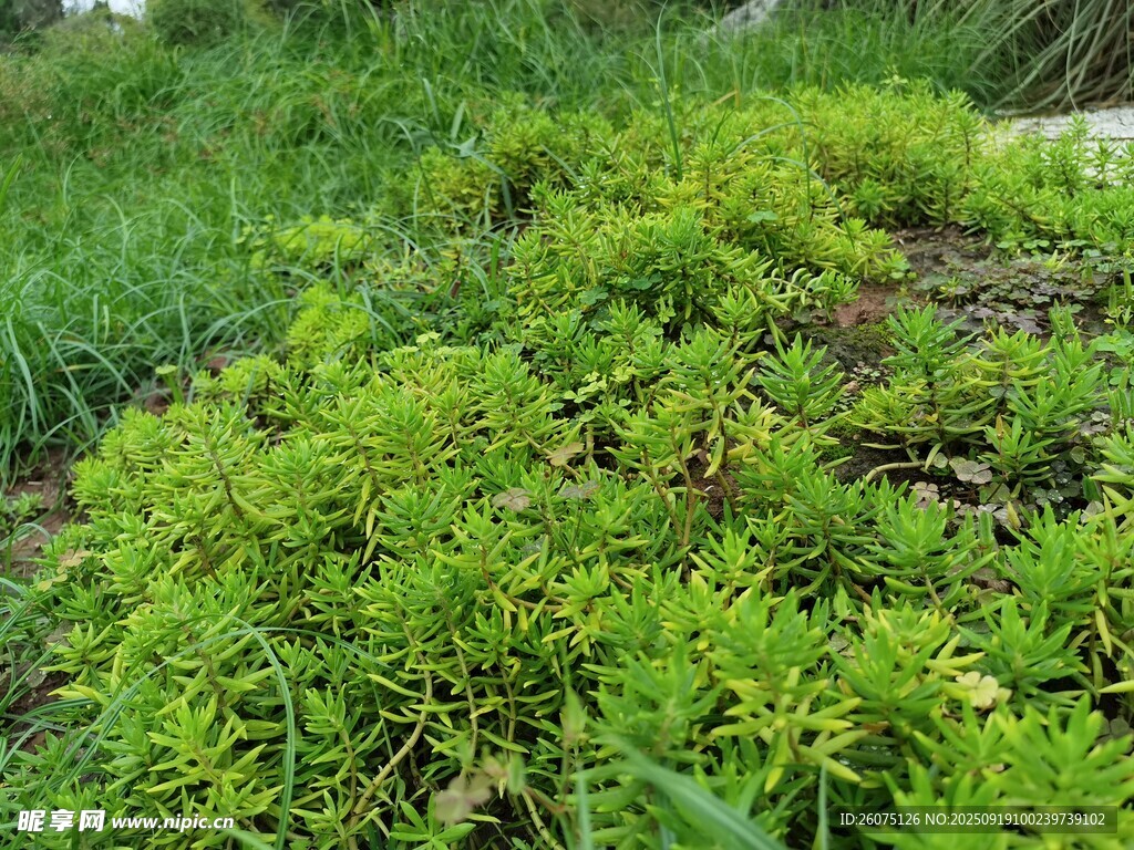 绿意盎然的蓬勃植物景观