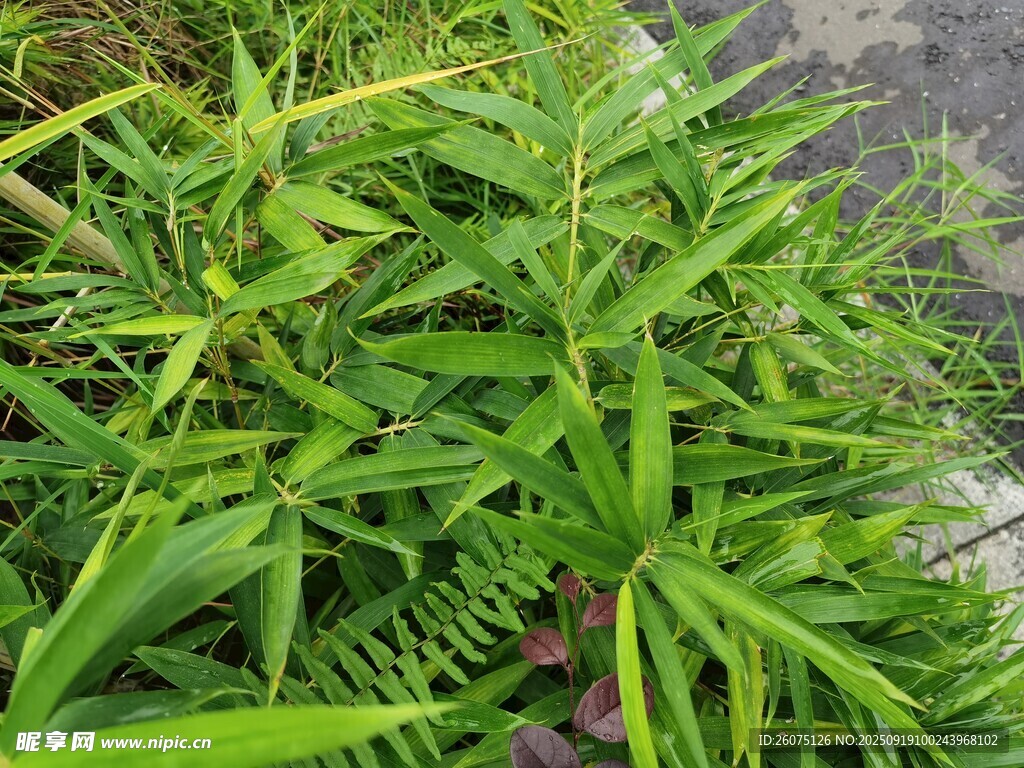 翠绿丛生的鲜嫩植物
