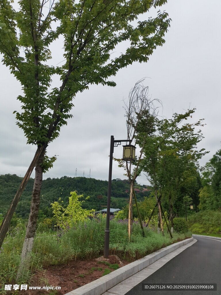 乡村路旁绿树与指示牌