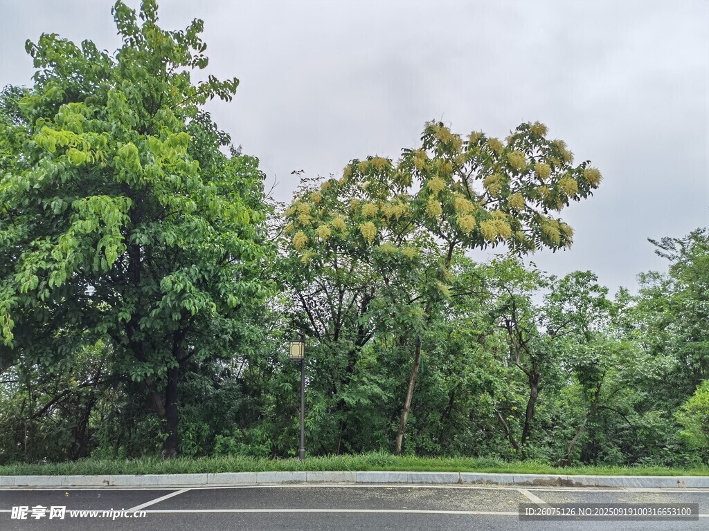 路边葱郁树林景观