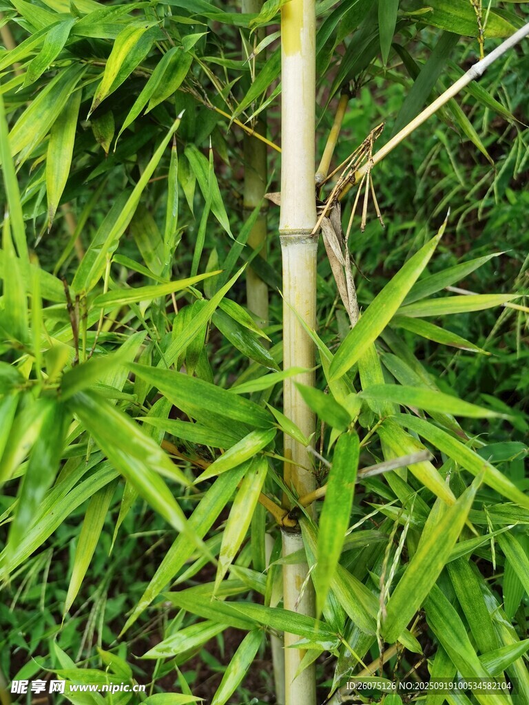 翠绿竹子特写