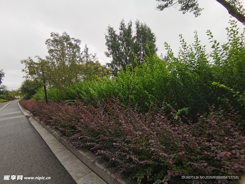 路边绿植景观