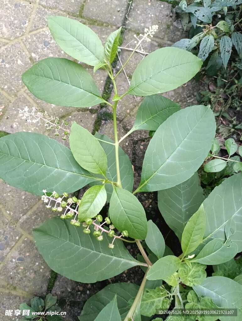 绿叶植物特写
