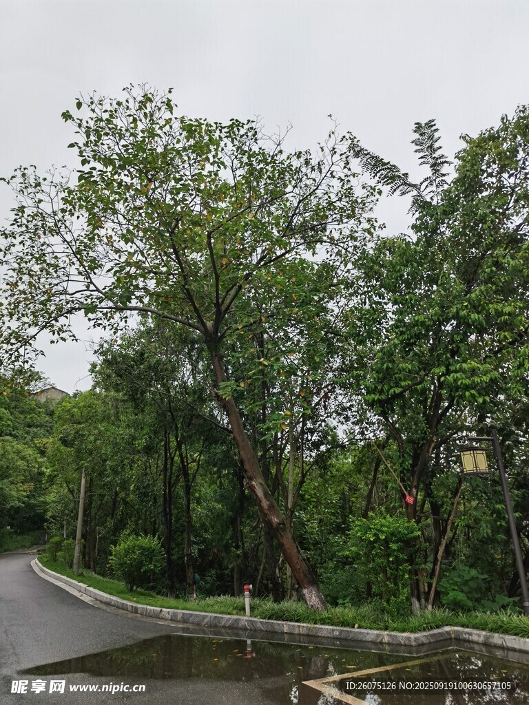 路边葱郁大树与周围景致