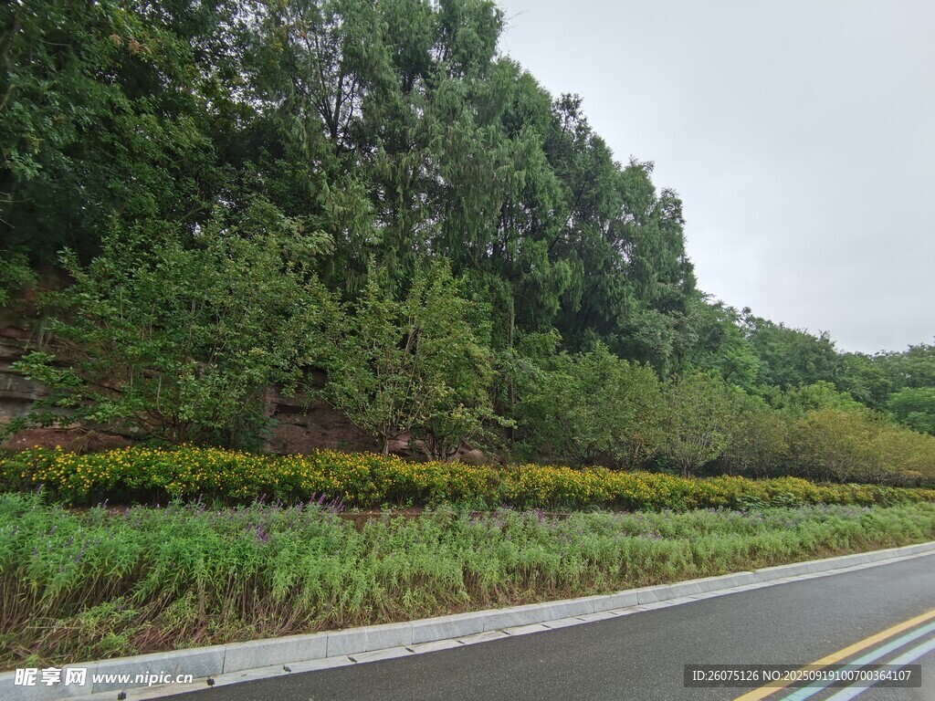 公路旁的多彩植被景观