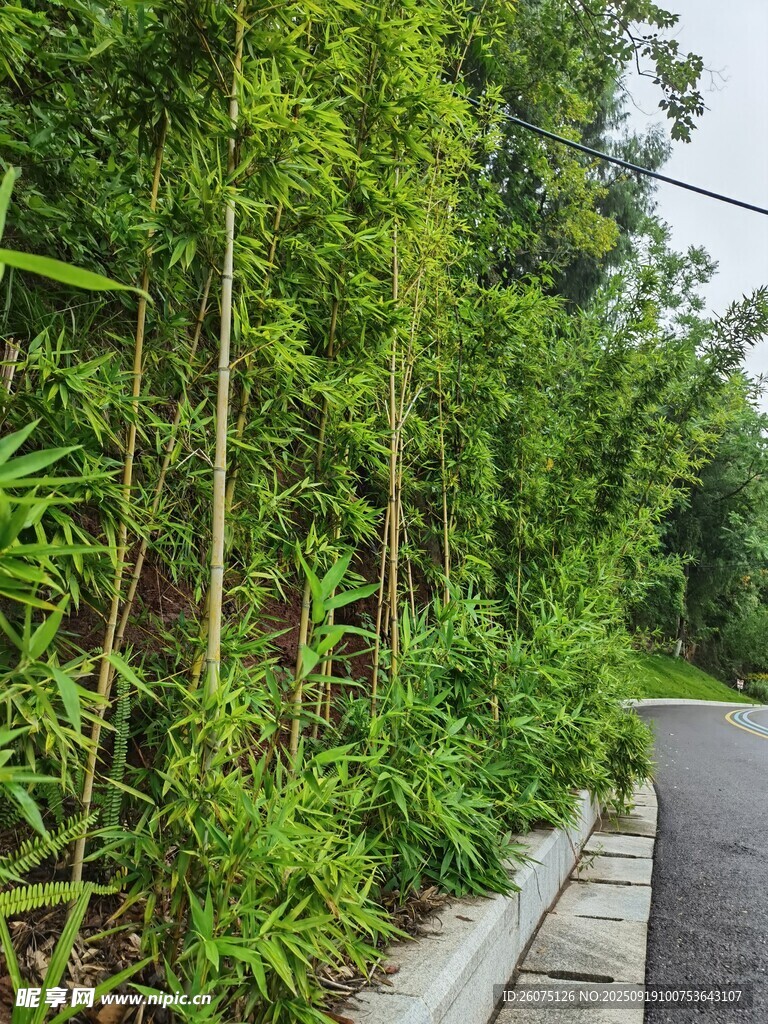 路边绿植景观