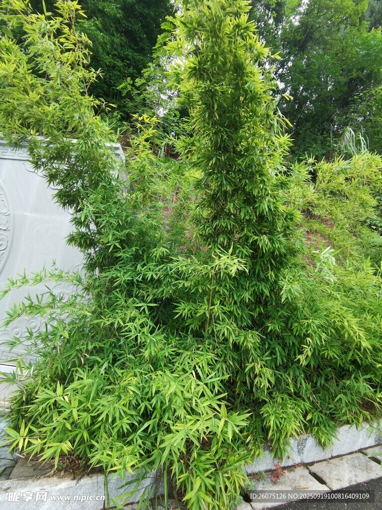 翠绿竹林藤蔓攀爬于墙边