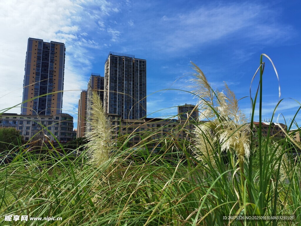 城市草地与高楼景观