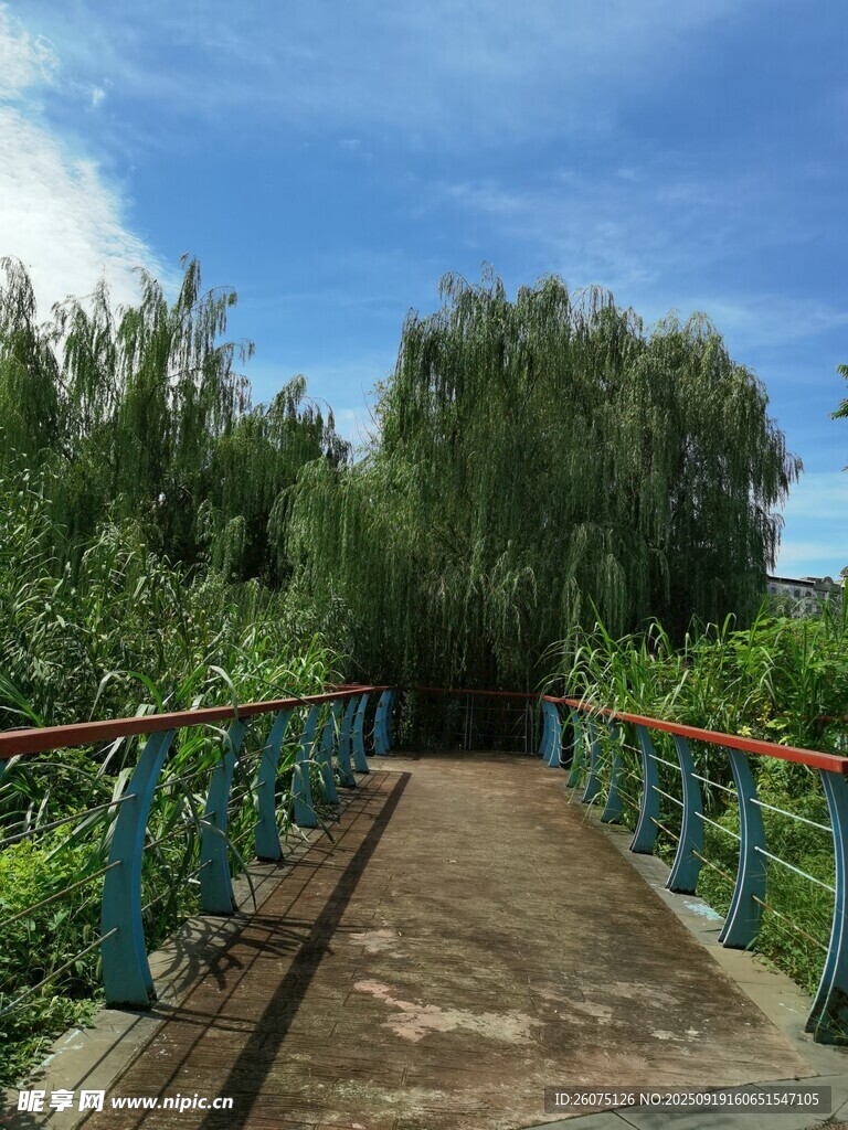 湖畔柳下小径悠然景致