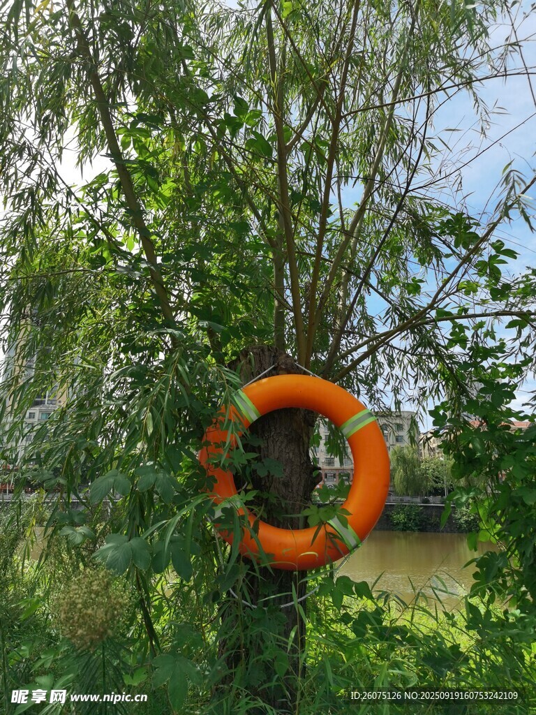 树上的橙色救生圈