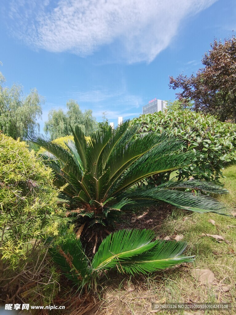 户外绿植景观