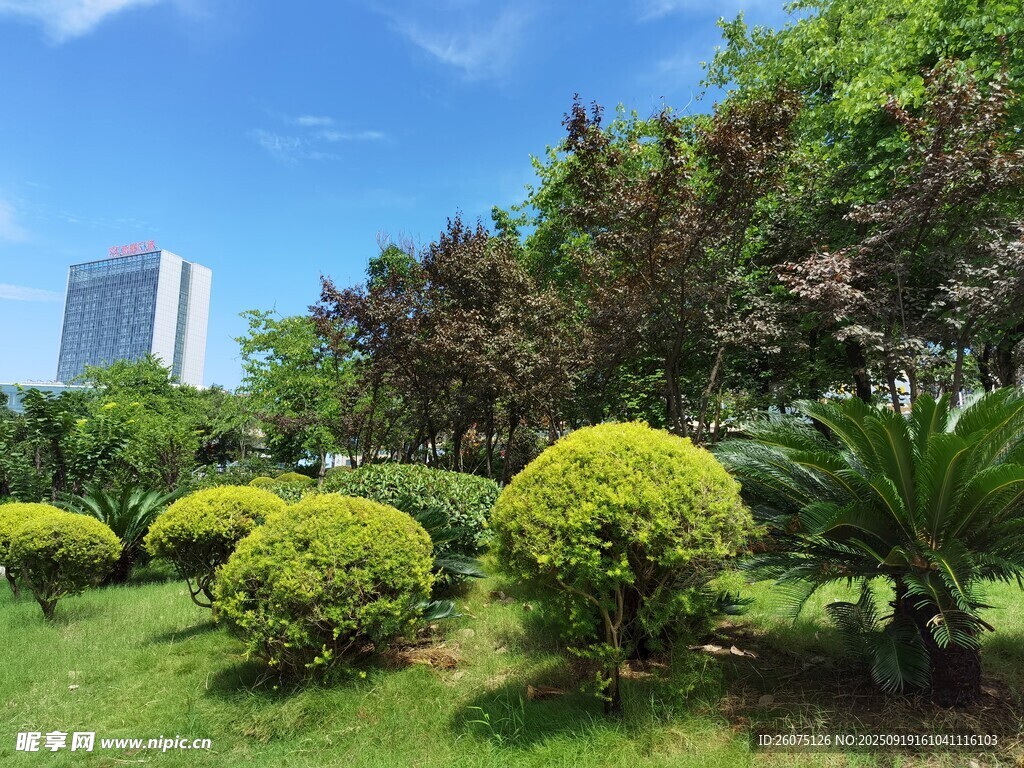 城市中的绿意盎然景观