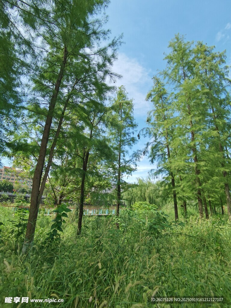 夏日葱郁树林自然风光